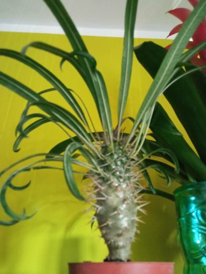 Madagaskar-Palme 17