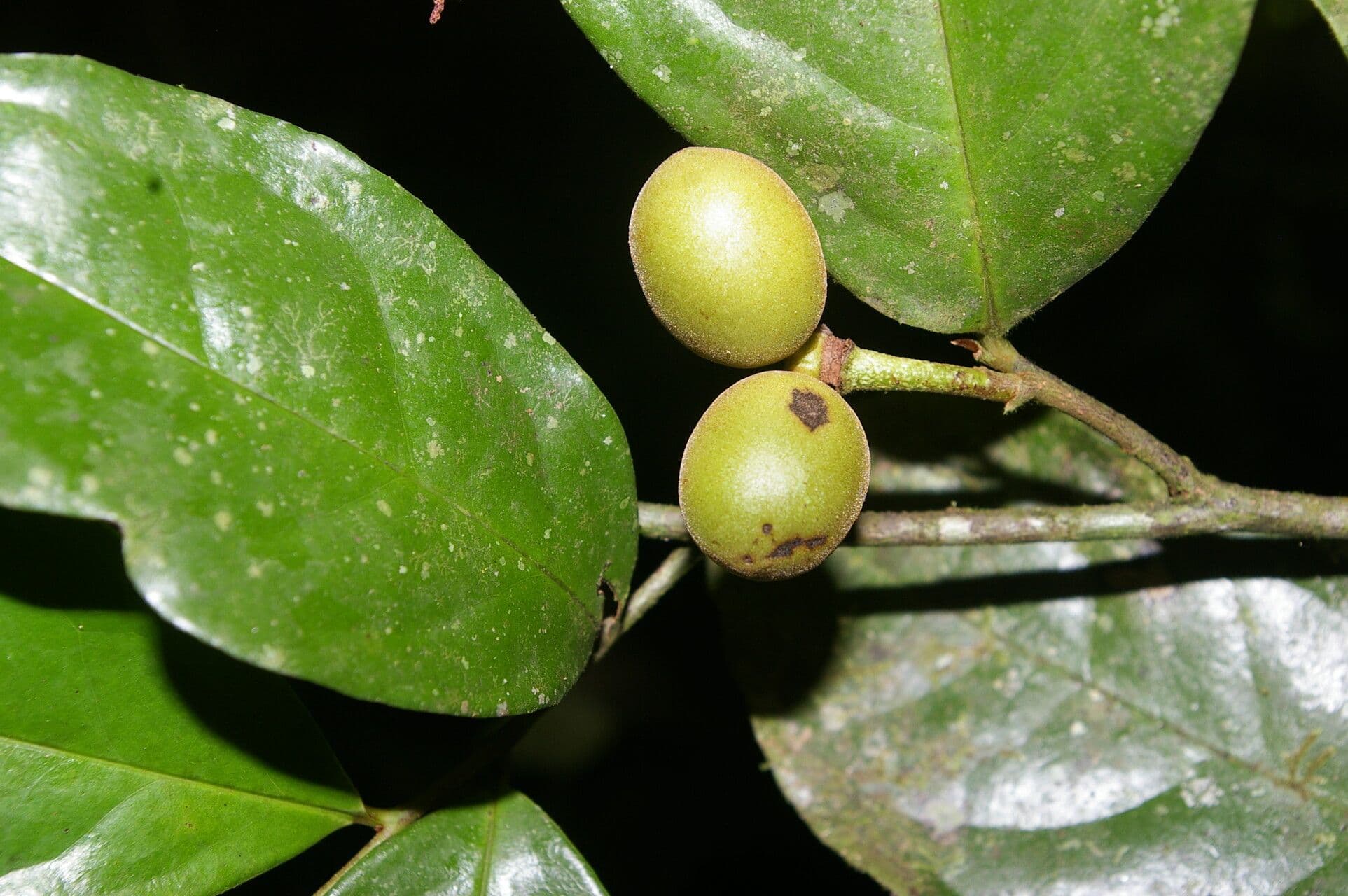 Desmopsis 2