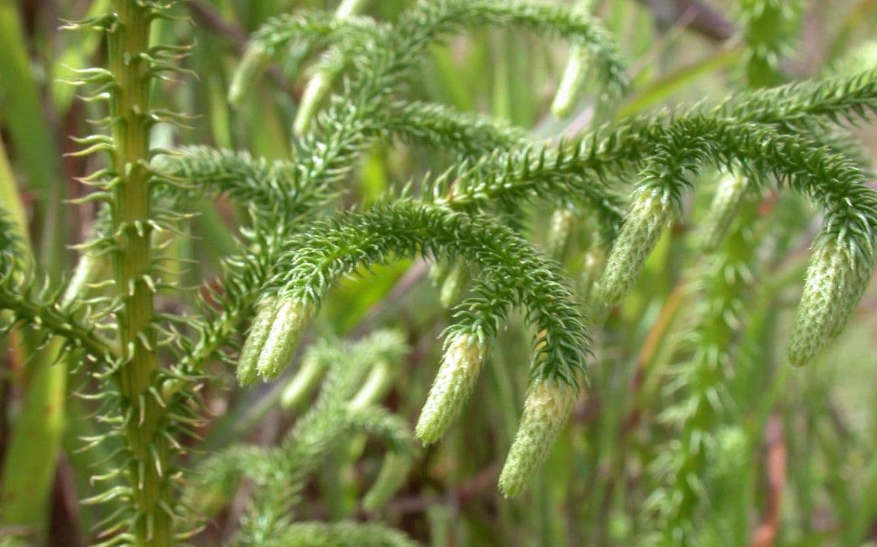 Lycopodiella cernua 16