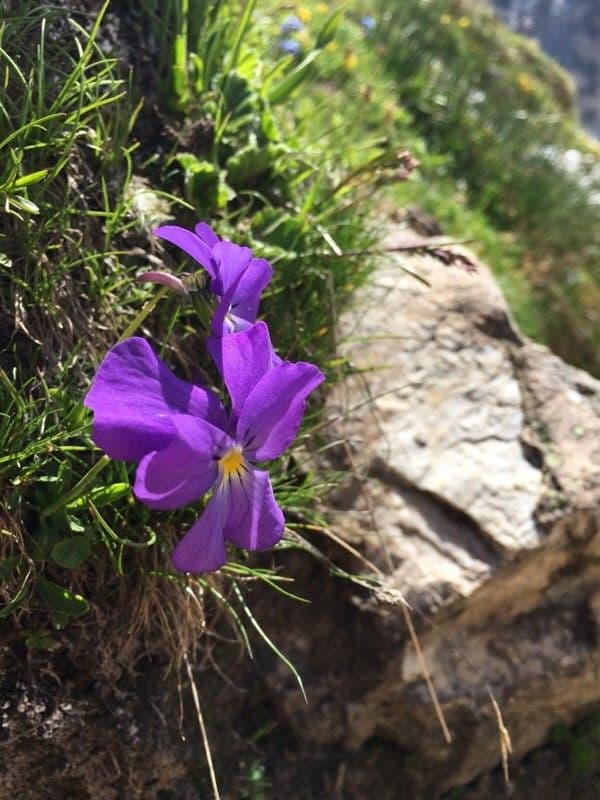 Viola con sperone 5