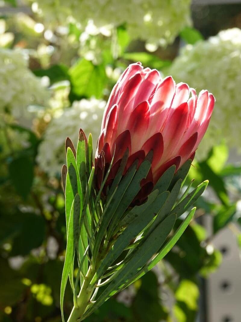 Protea