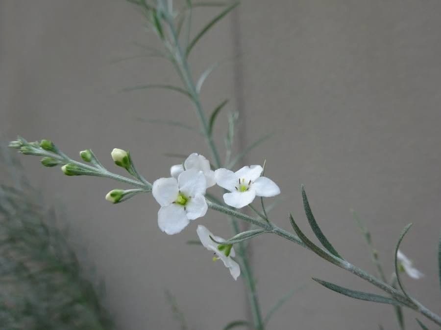 Gomphostigma virgatum 14