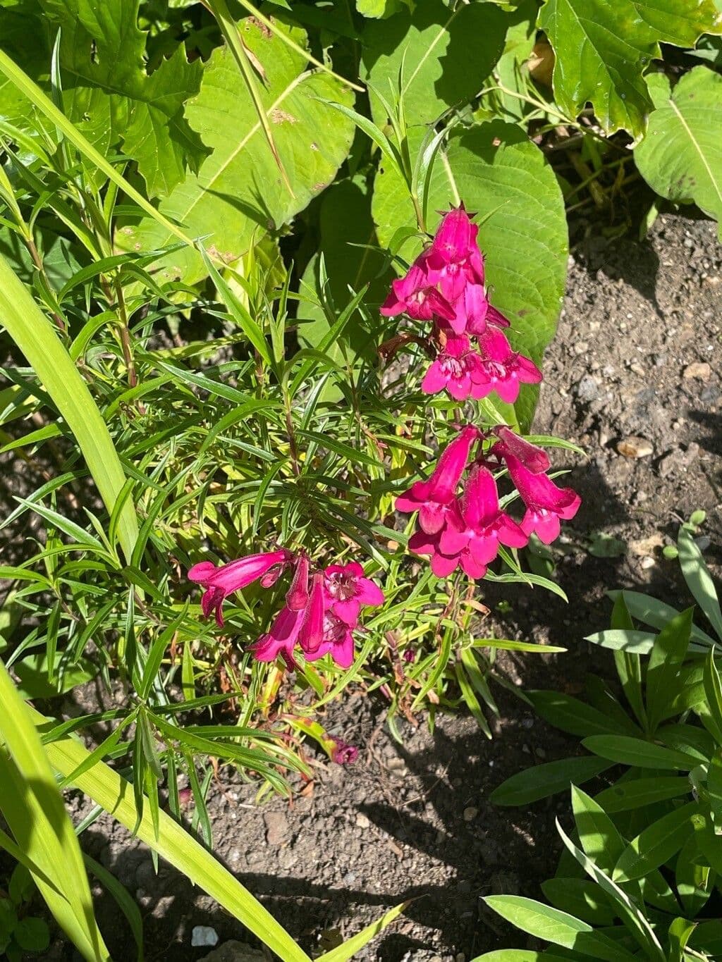 Penstemon barbato 6