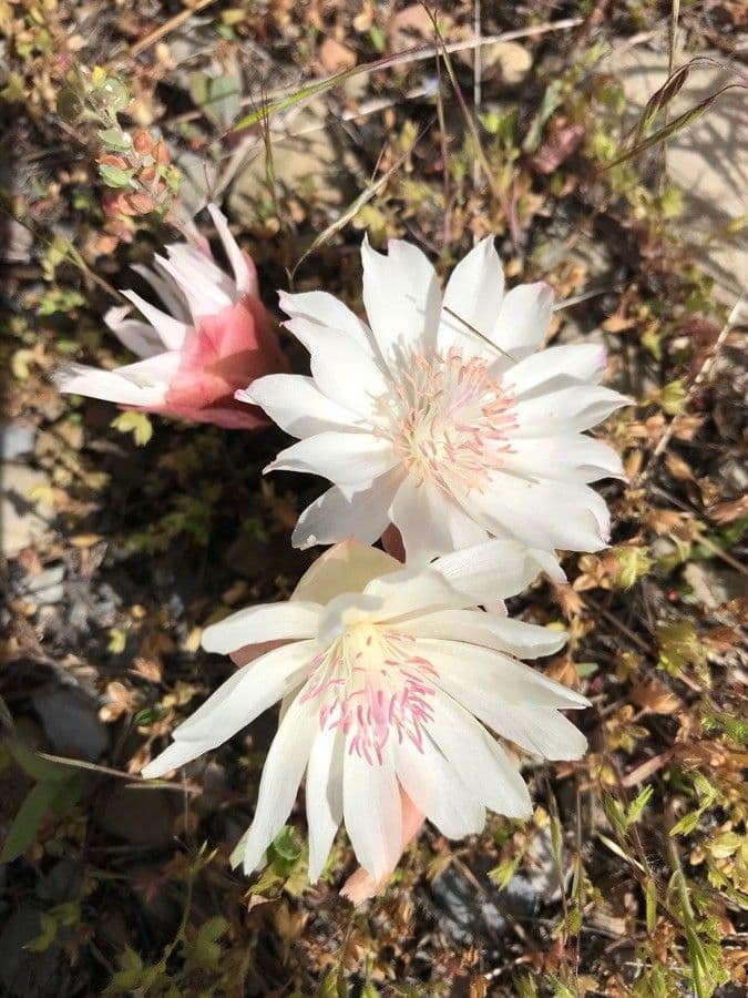Lewisia 3