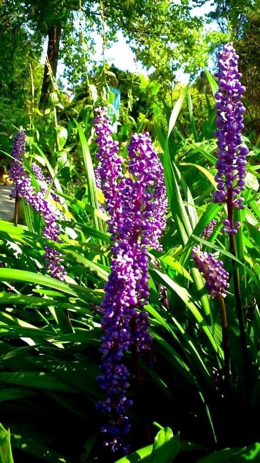 Liriope 6
