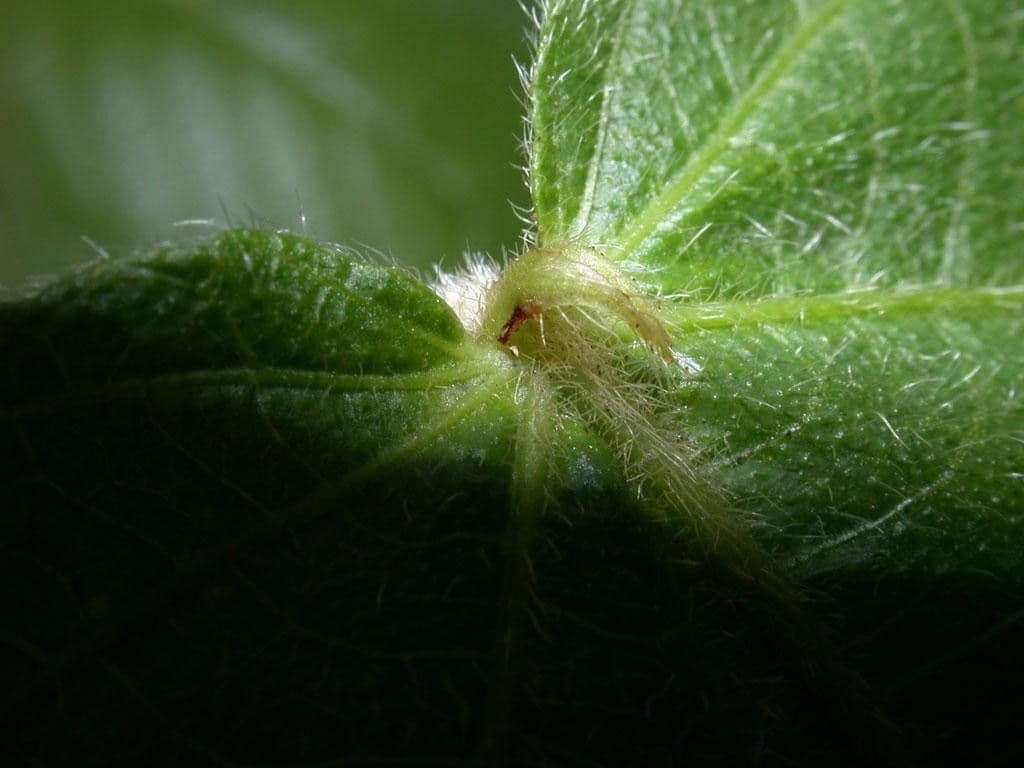 Acalypha a spiga grande 23
