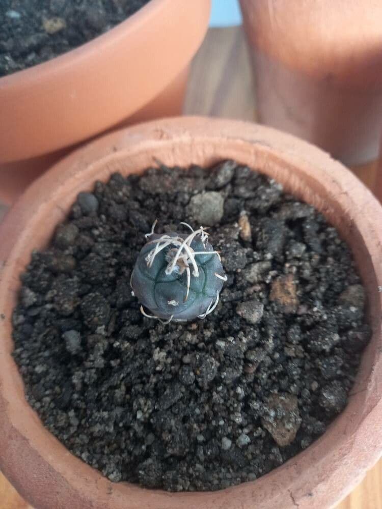 Turbinicarpus 9