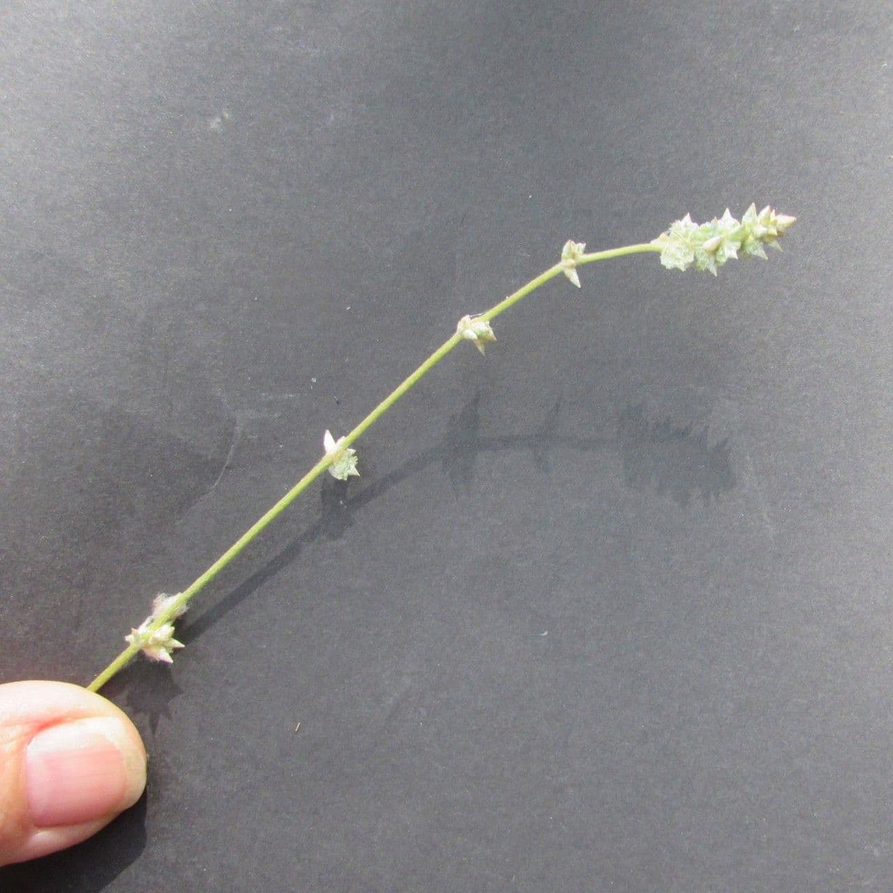 Froelichia gracilis 4
