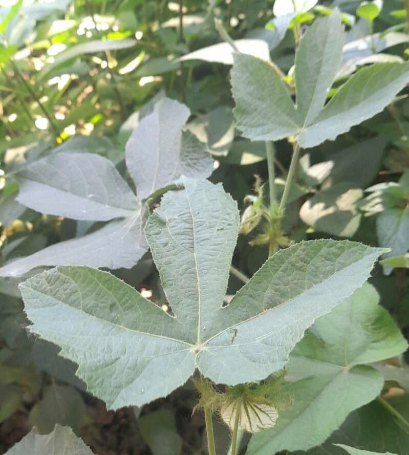 Dalechampia 6