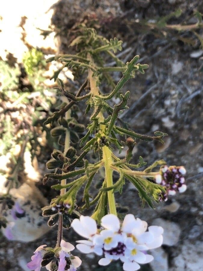 Iberis pectinada 6