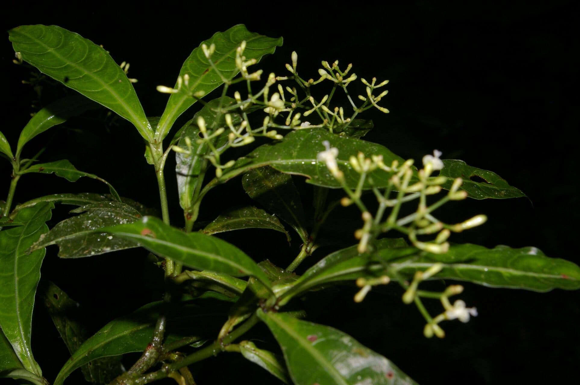 Psychotria 15