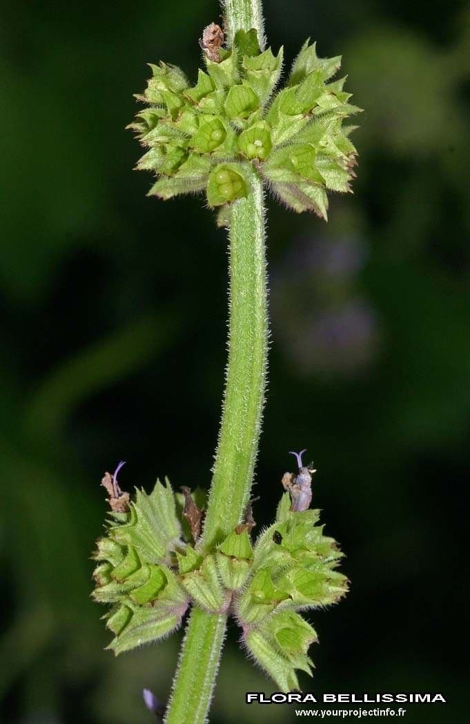 Salvia verticillata 4