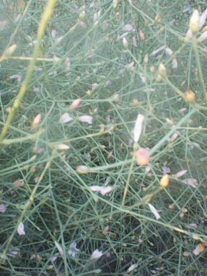 Acanthorrhinum 17