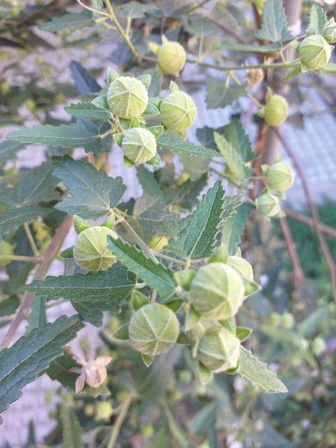 Pavonia hastata 3