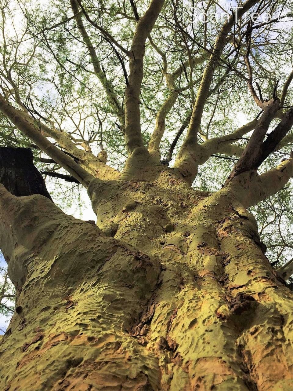 Acacia febrífuga 4