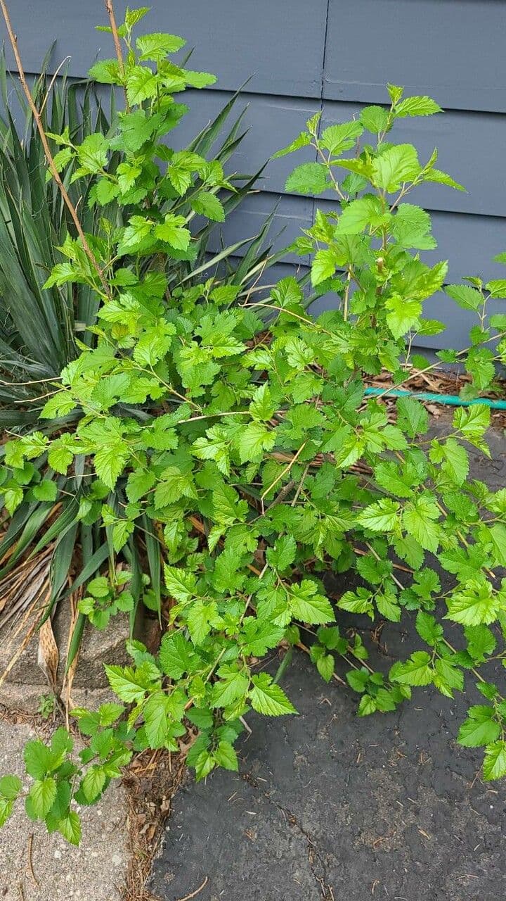 Potočnice strední 17