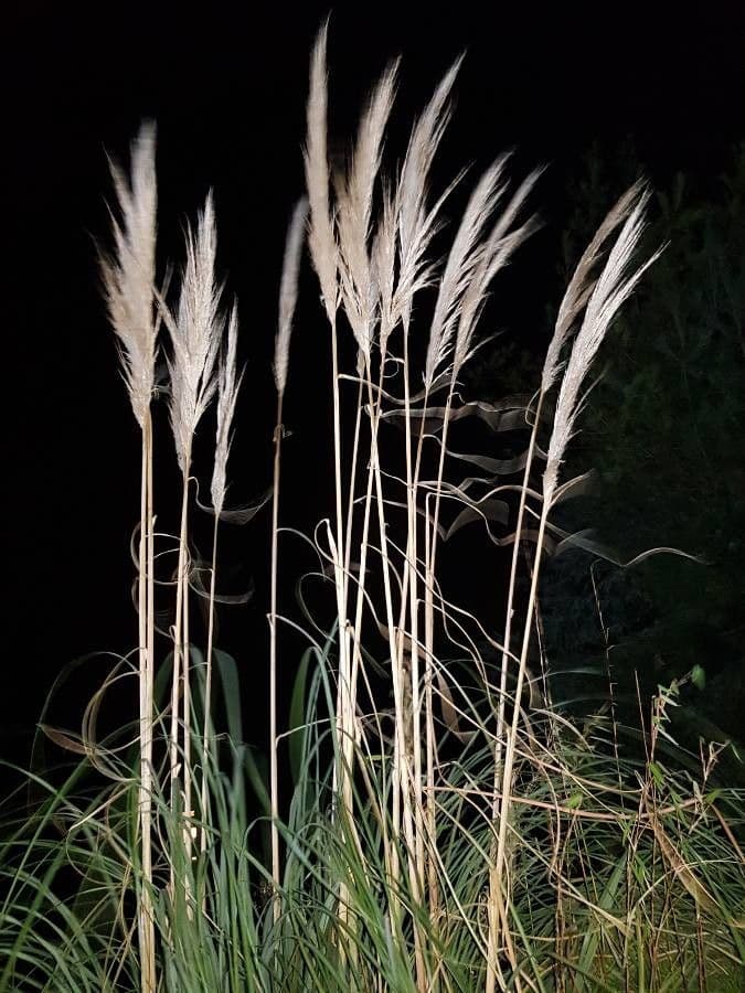 Erba delle pampas 2