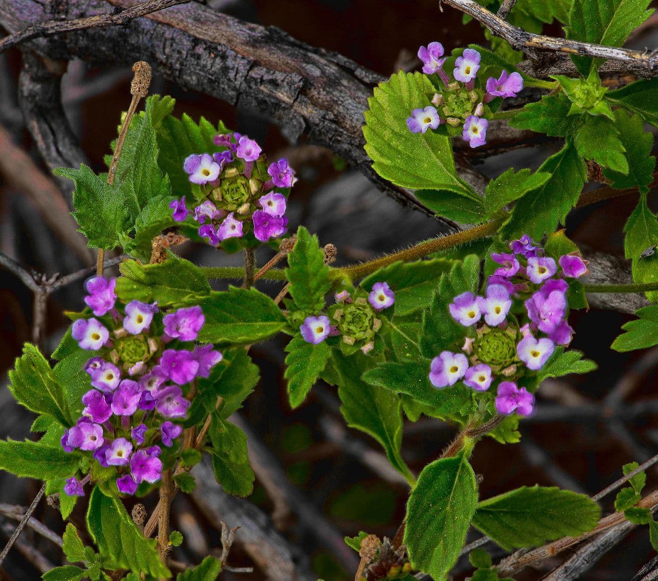 Lantana 9