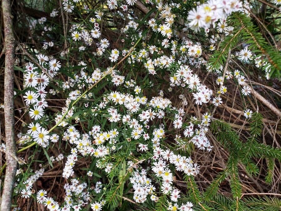 Aster lanceolato 29