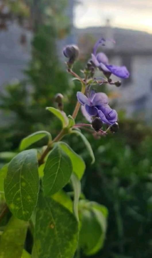 Lantana 10