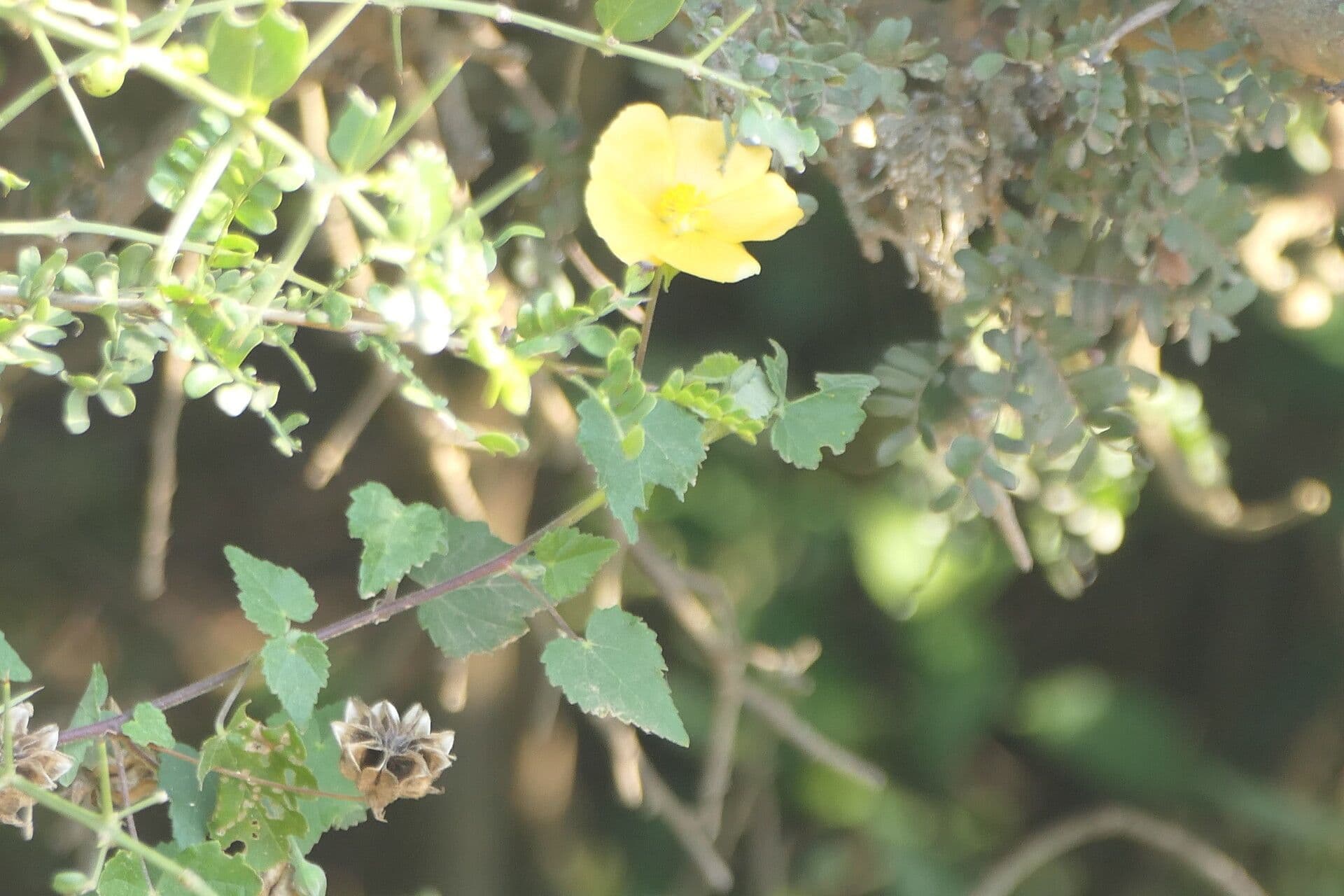 Abutilon 3