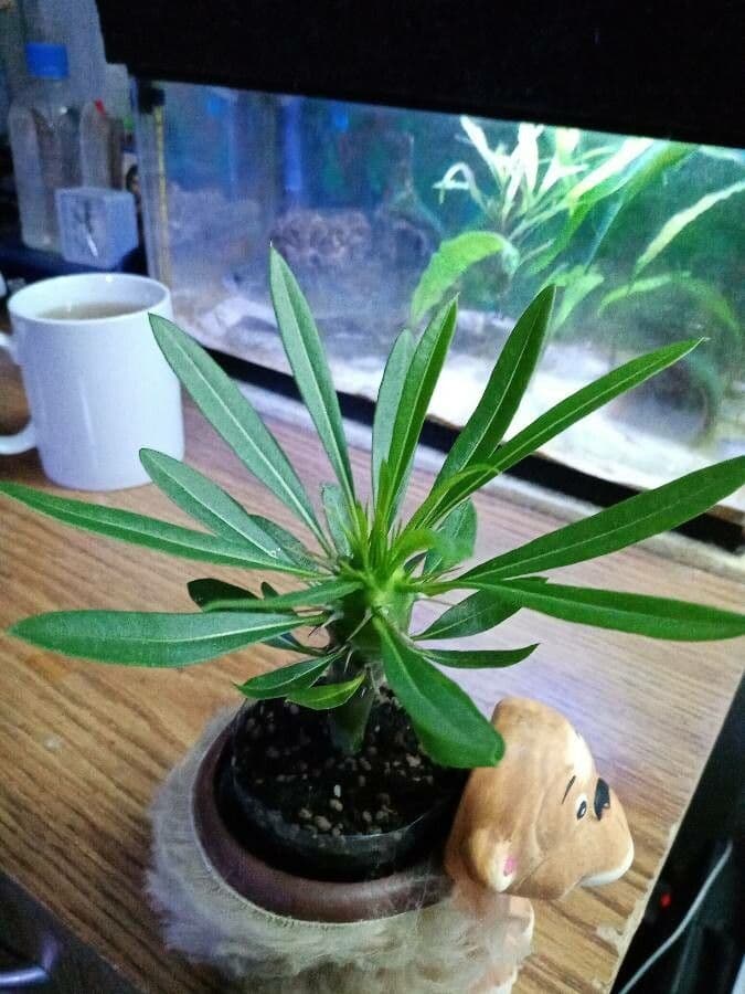 Madagaskar-Palme 15