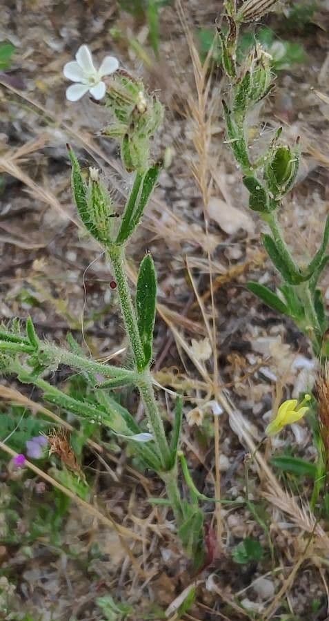Silene gallica 17