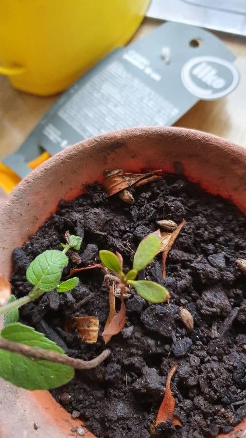 Azalea cinese 14