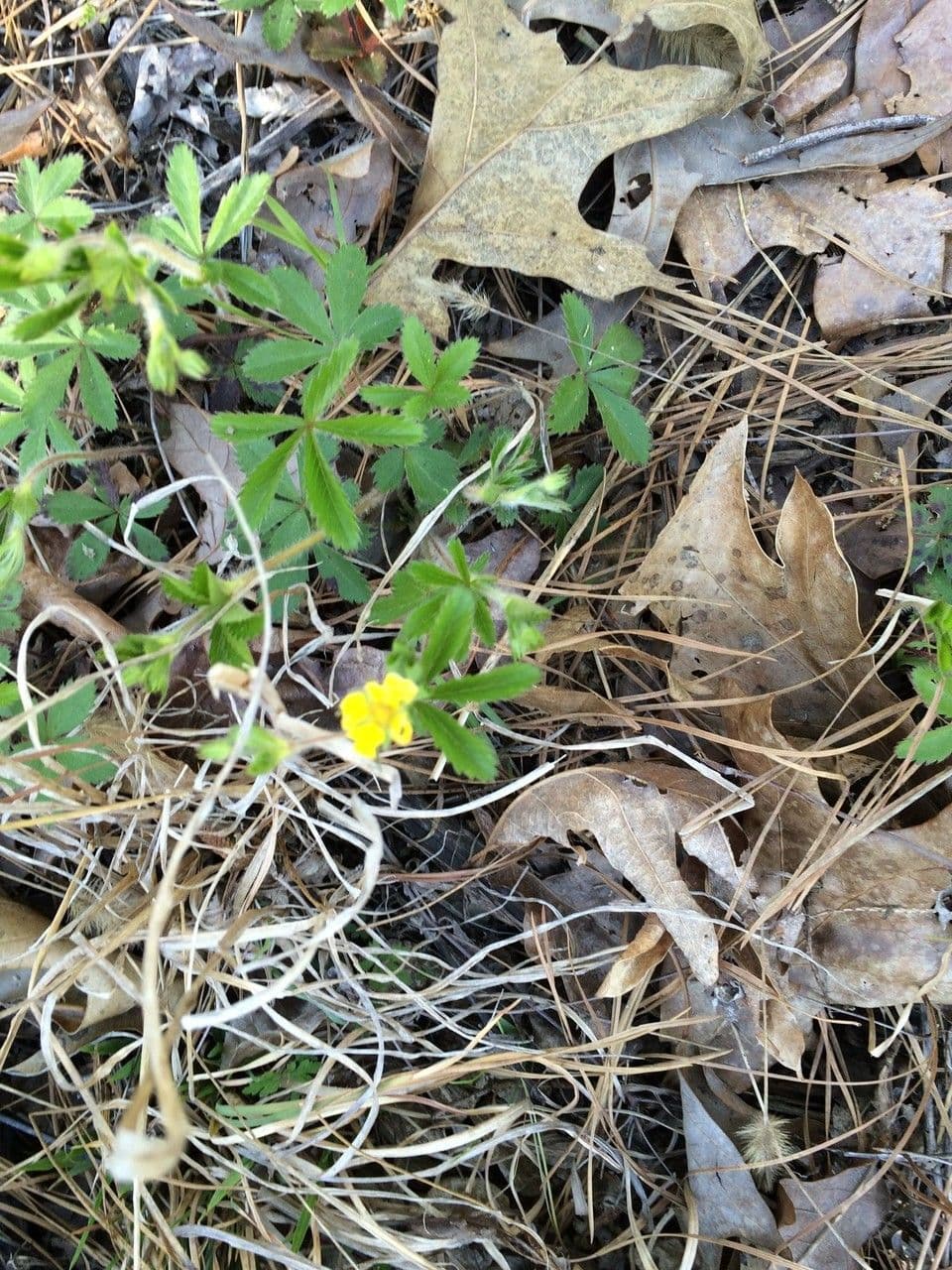 Potentilla simplex 20