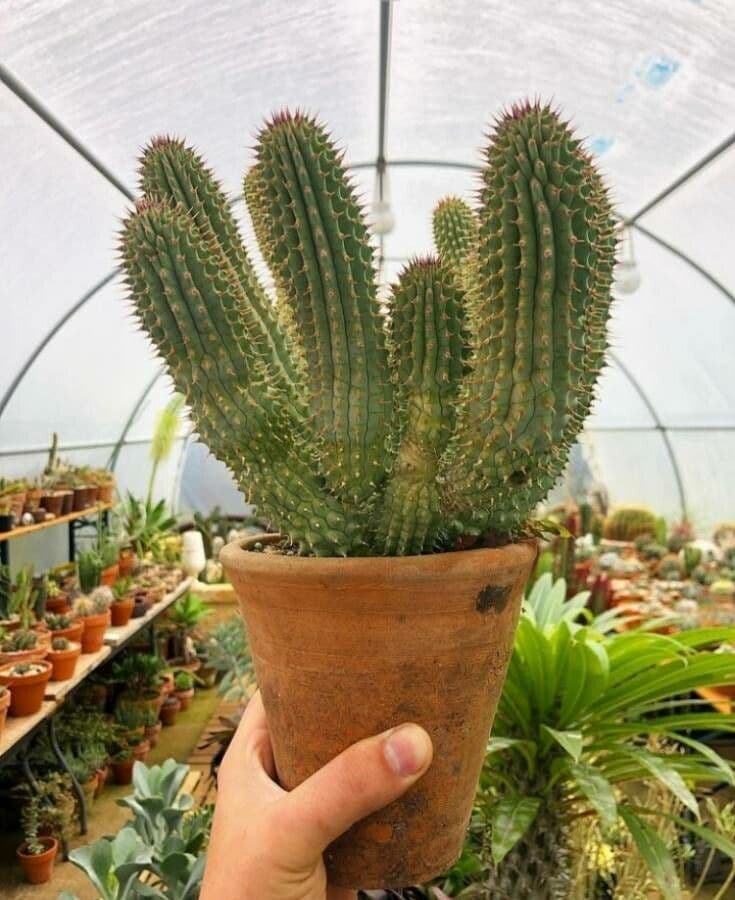 Hoodia 7