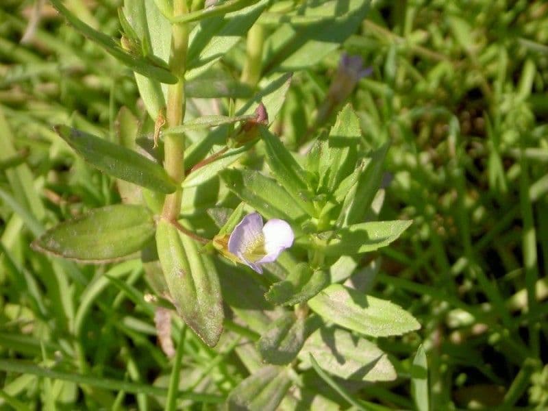 Graciola lekárska 20