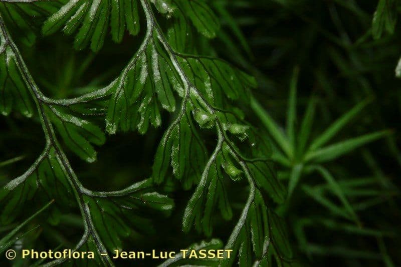 Braunes Hymenophyllum 4
