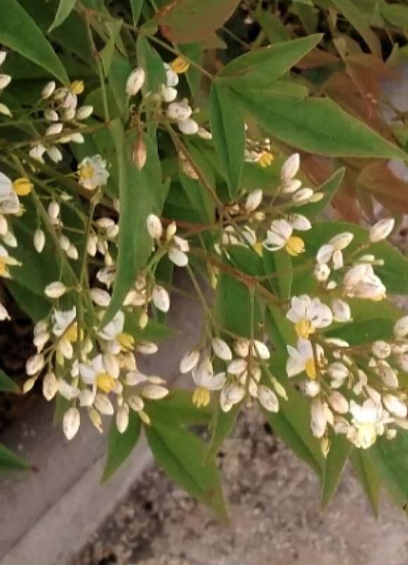 Nandina 6