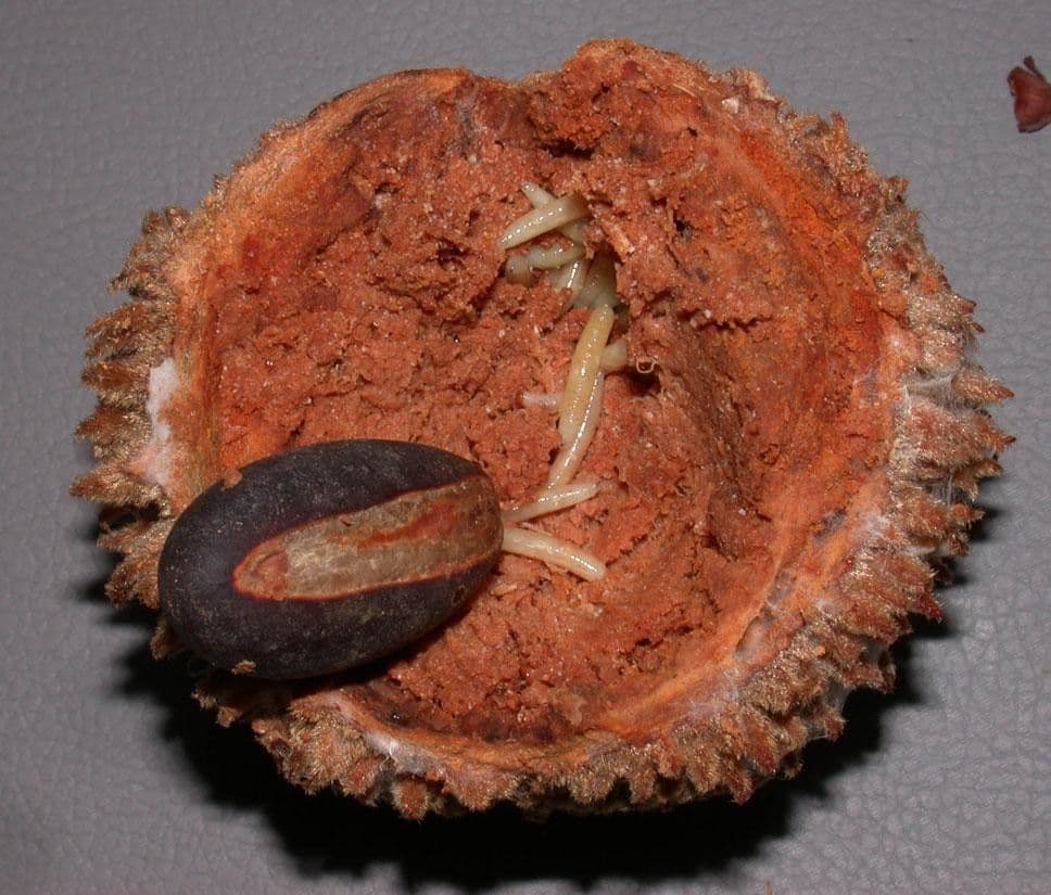 Pouteria torta 18