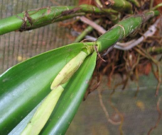 Epidendrum ciliato 2