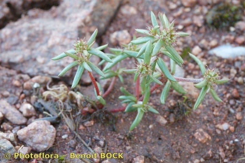 Chaetonychia 15
