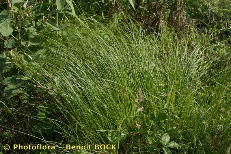 Sedge 11
