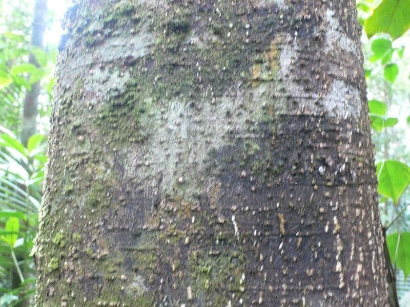 Licania 9