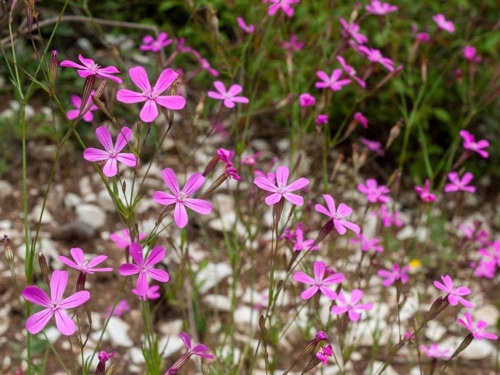 Silene 5