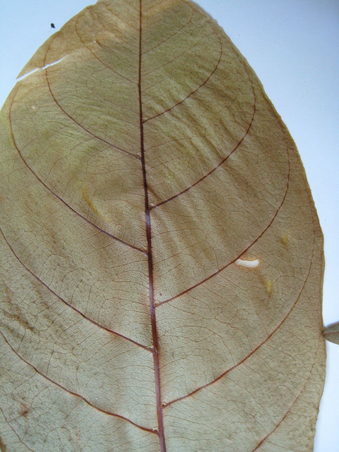 Vouarana 9