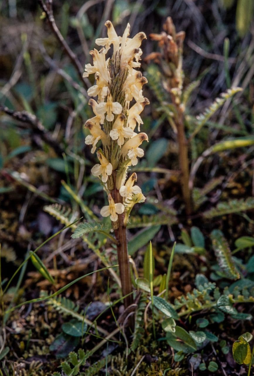 Pedicularis di Oeder 10
