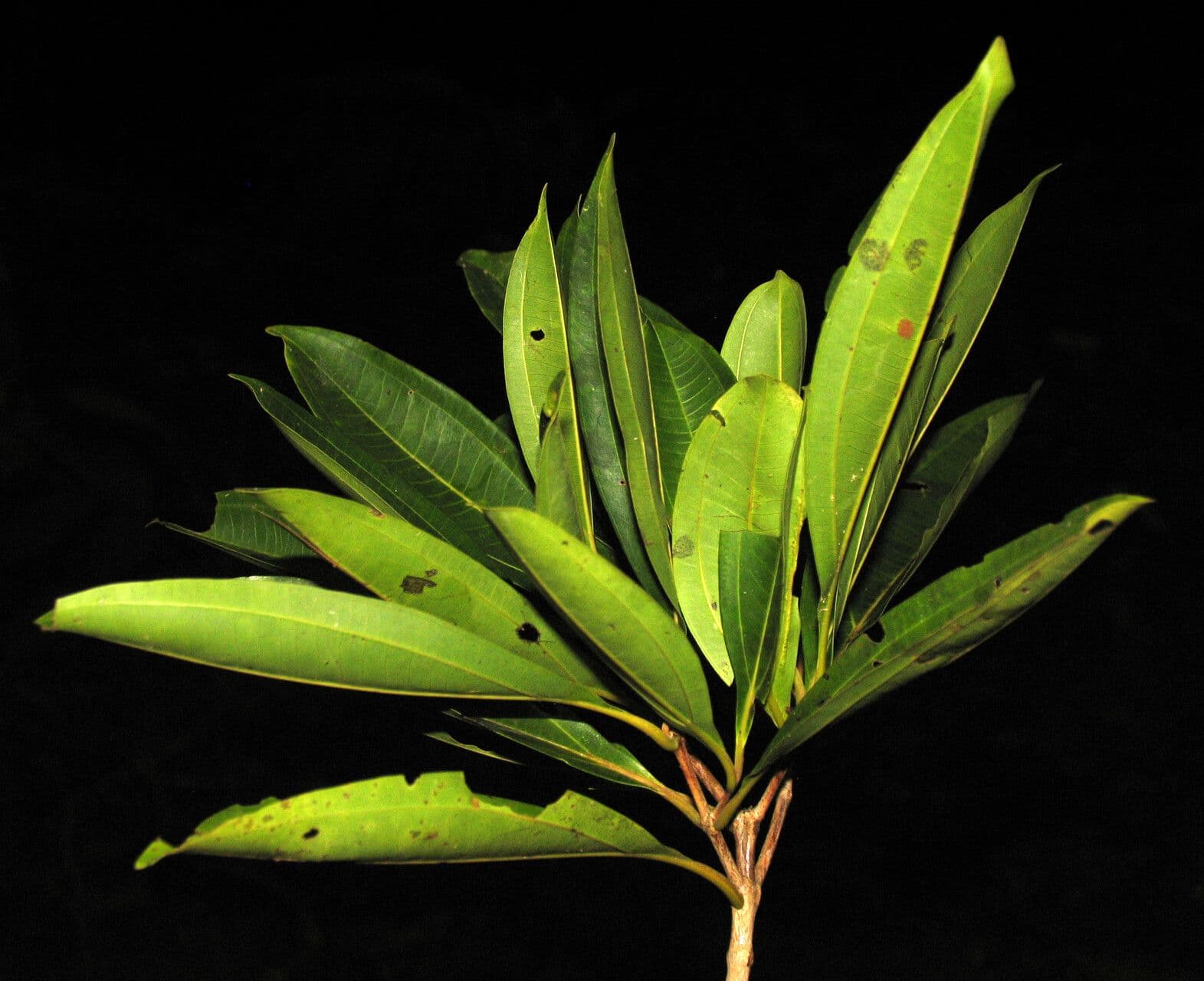 Miconia 3
