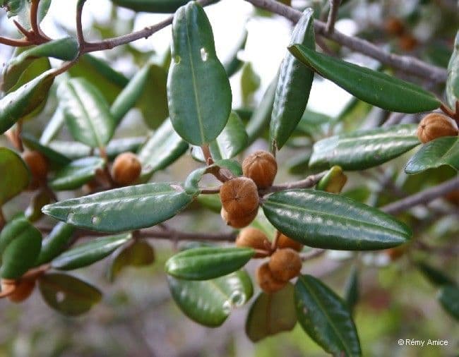 Austrobuxus 6