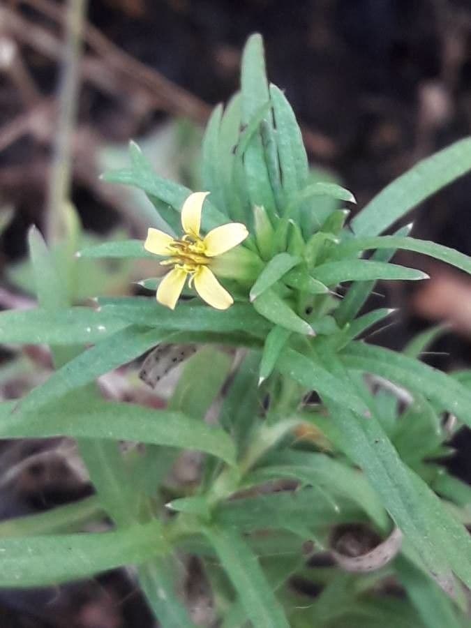 Pectis allungata 5