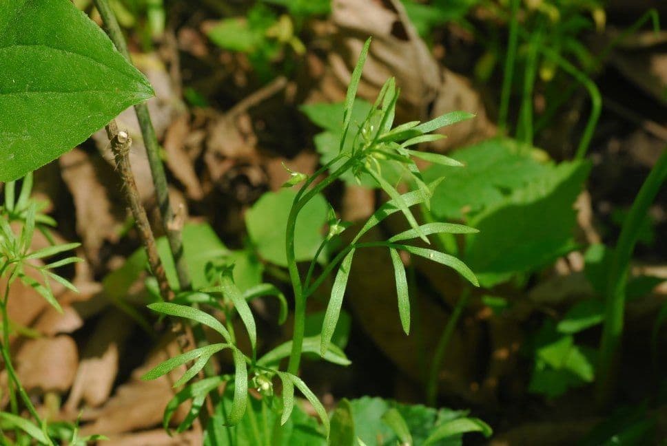 Floerkea proserpinacoides 5