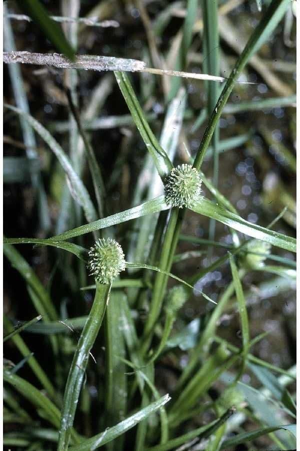 Low spikesedge