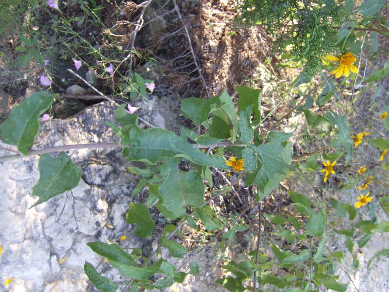 Viguiera dentata 8