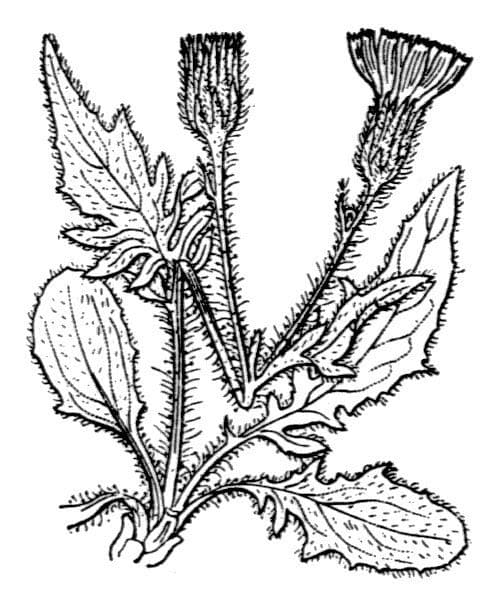 Zwerg-Habichtskraut 14