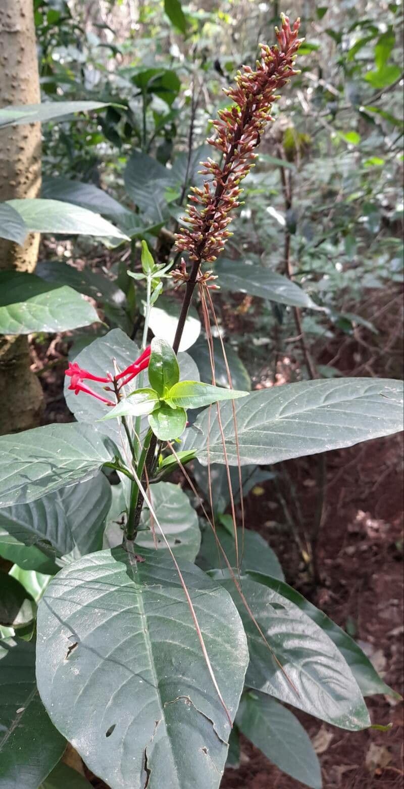 Odontonema 8