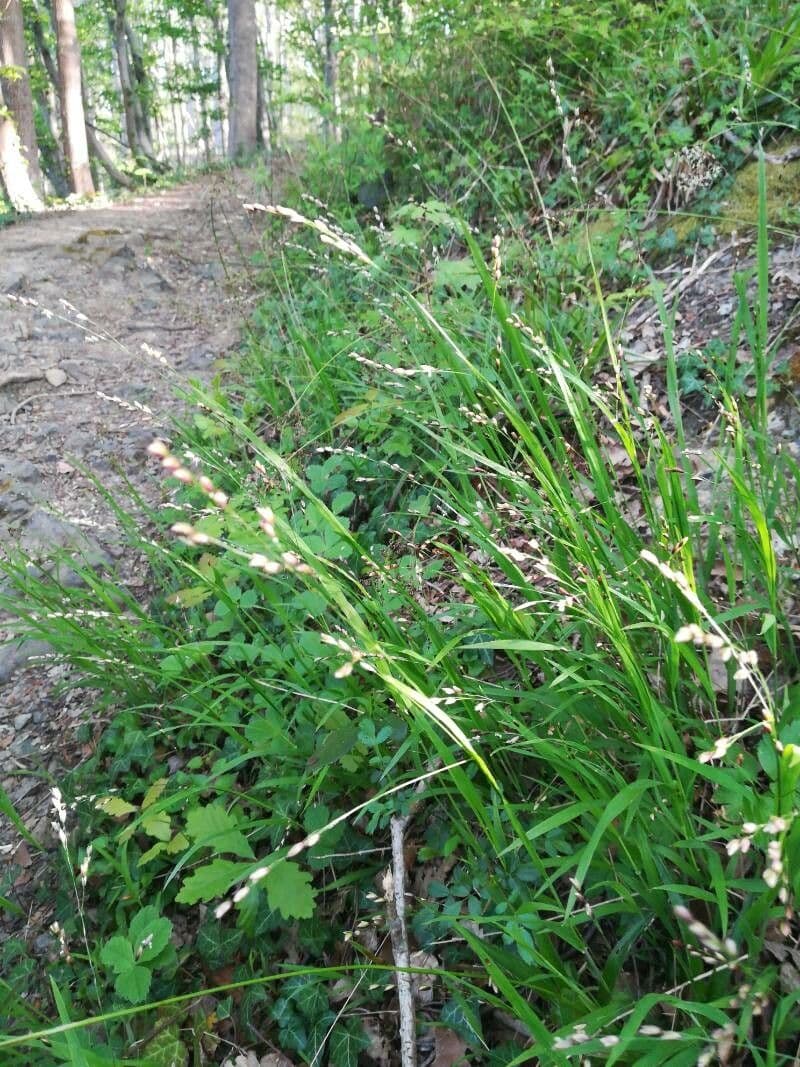 Melica uniflora